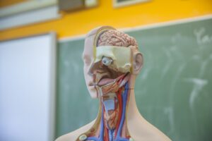 Biology, Human Anatomy, and Health Sciences